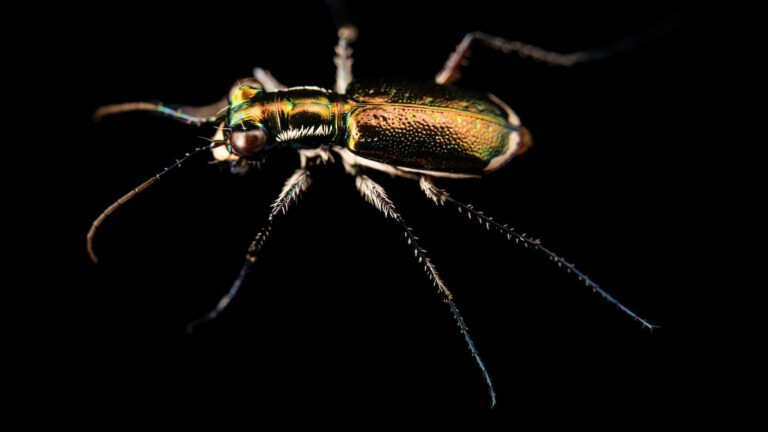 Fulfill the Miami tiger beetle, the 15,000th species in Nat Geo’s Image Ark