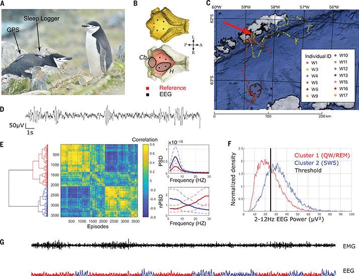 Nesting chinstrap penguins accrue substantial quantities of snooze via seconds-very long microsleeps | Science