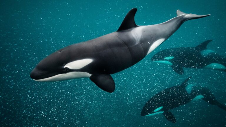 Had been you on workforce orca? Why we preferred mother nature to ‘fight back’ in 2023