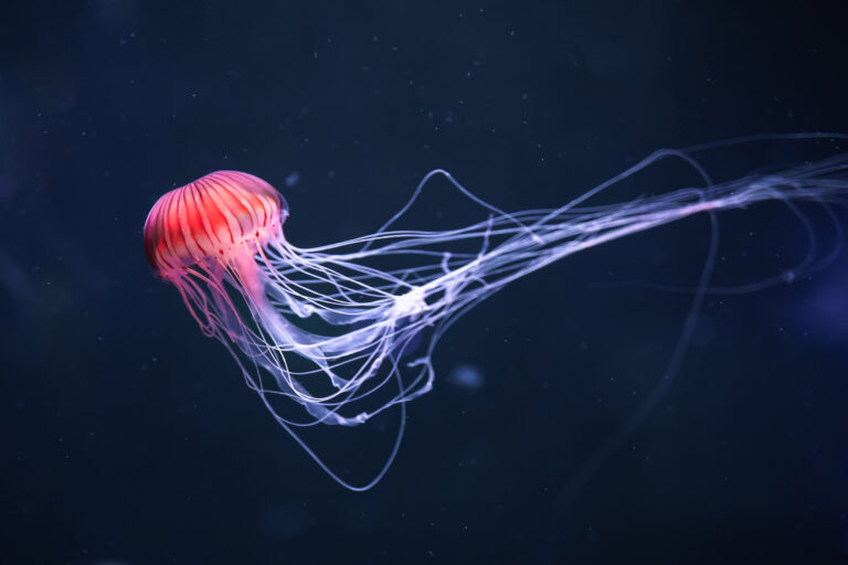 We last but not least know how jellyfish regenerate missing tentacles
