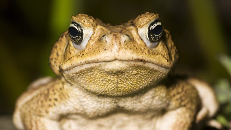 Yearly cane toad get rid of-a-thon is about to begin in Australia. This is how to eliminate the pests humanely.