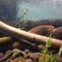 New species of lamprey fish documented in California