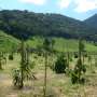 Novel methodology tasks progress of native trees, maximizing return on financial investment in forest restoration