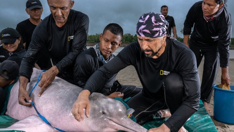 This conservationist has a mission: Conserve the Amazon’s dolphins