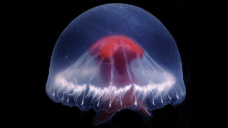 New jellyfish discovered close to Japan may well have multitudes of venom