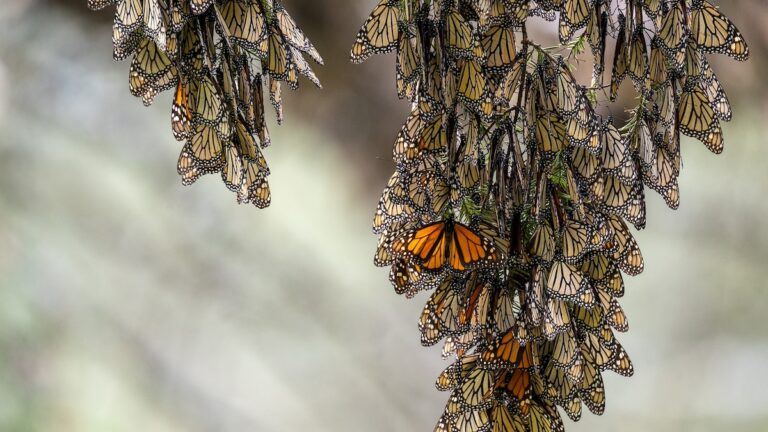 Migratory monarch quantities choose a dive—but they’ll bounce back again