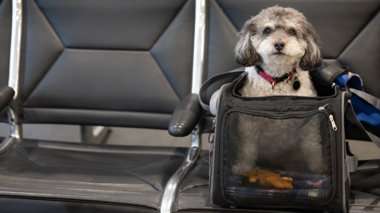 What It Will Value You to Fly With a Pet on Each and every Important Airline