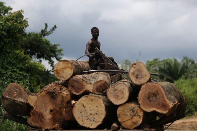 Nigeria’s path to net zero should be completely lined with trees – and fairness