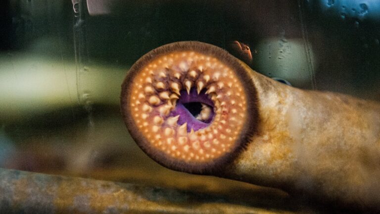 Lampreys offer clues to the origin of our battle-or-flight instinct
