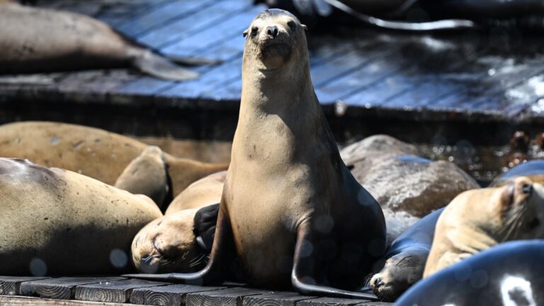 Gaze at the gregarious sea lions environment documents in San Francisco