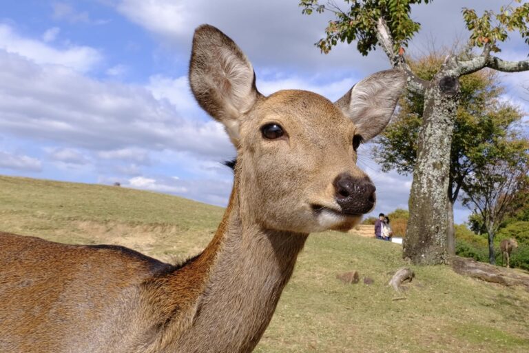 Messengers of the gods: Nara’s ‘sacred’ deer at a conservation crossroads