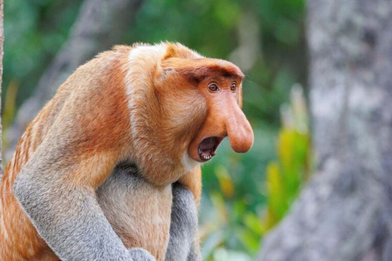 Substantial nose of male proboscis monkeys is important to mating success