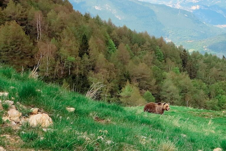 Bears are back in Northern Italy. Some locals aren’t satisfied